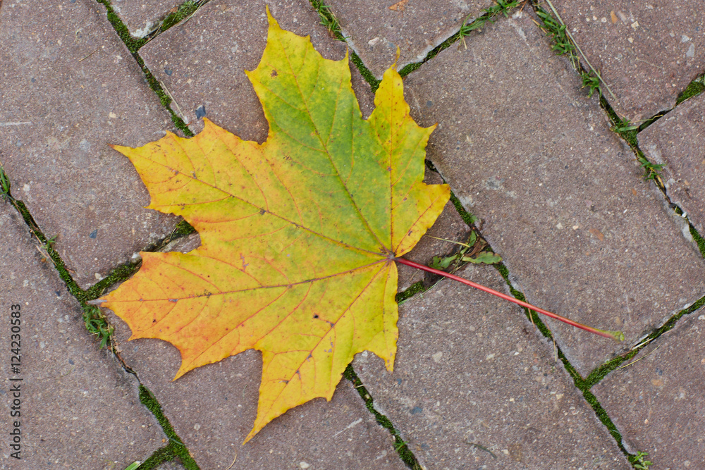 colorfull falling leaves in autumn colorfull falling leaves in autumn