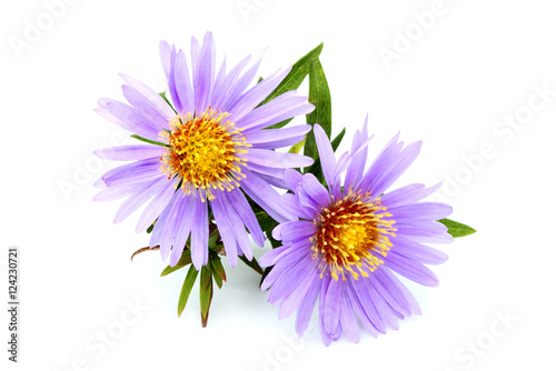 Purple asters close-up.