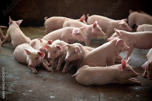 Pigs

