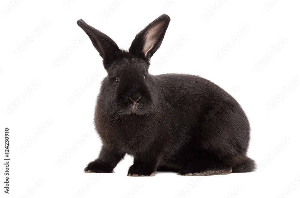 Fototapeta premium Portrait of a black rabbit