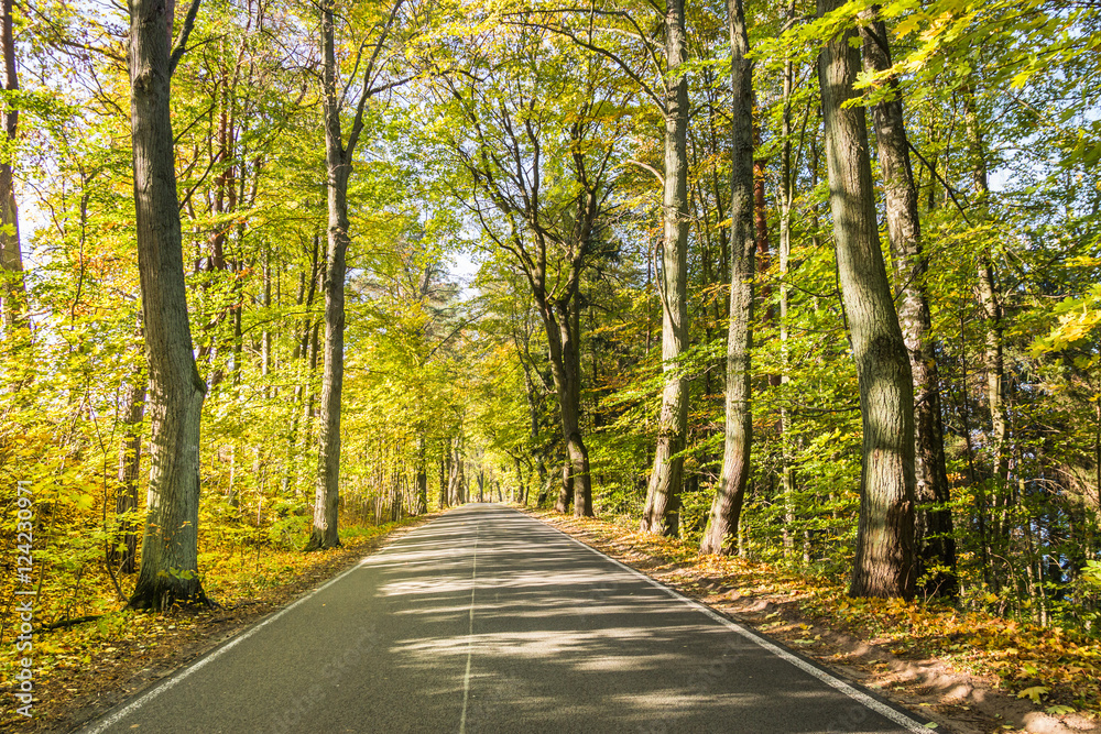 Avenue of trees in autumn. Beautiful road. Background. Sunlight. Nature. Poland.
Avenue of trees in autumn. Beautiful road. Background. Sunlight. Nature. Poland.