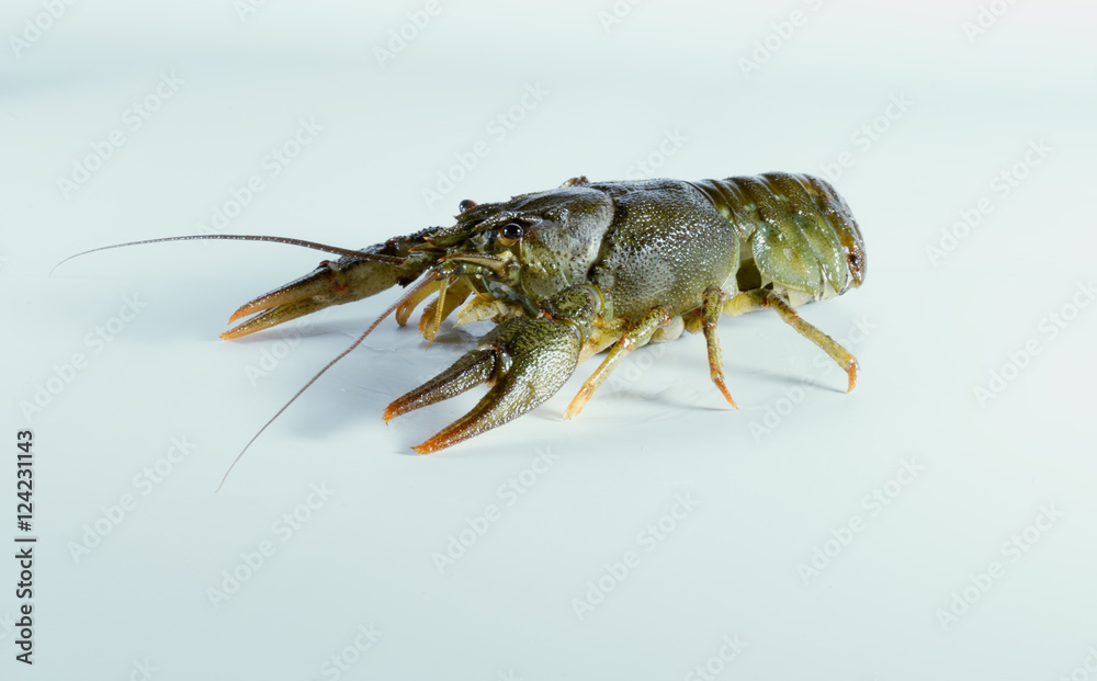 Crayfish on a white background Crayfish on a white background