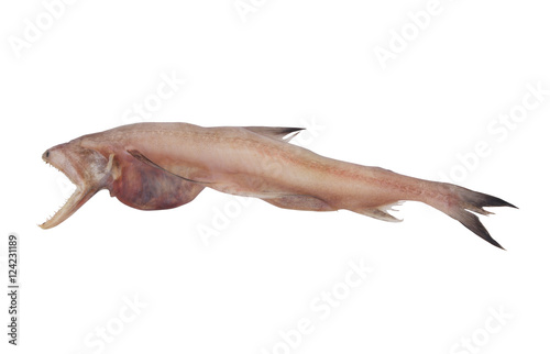 Bombay duck fish isolated on white background, Harpadon nehereus photo