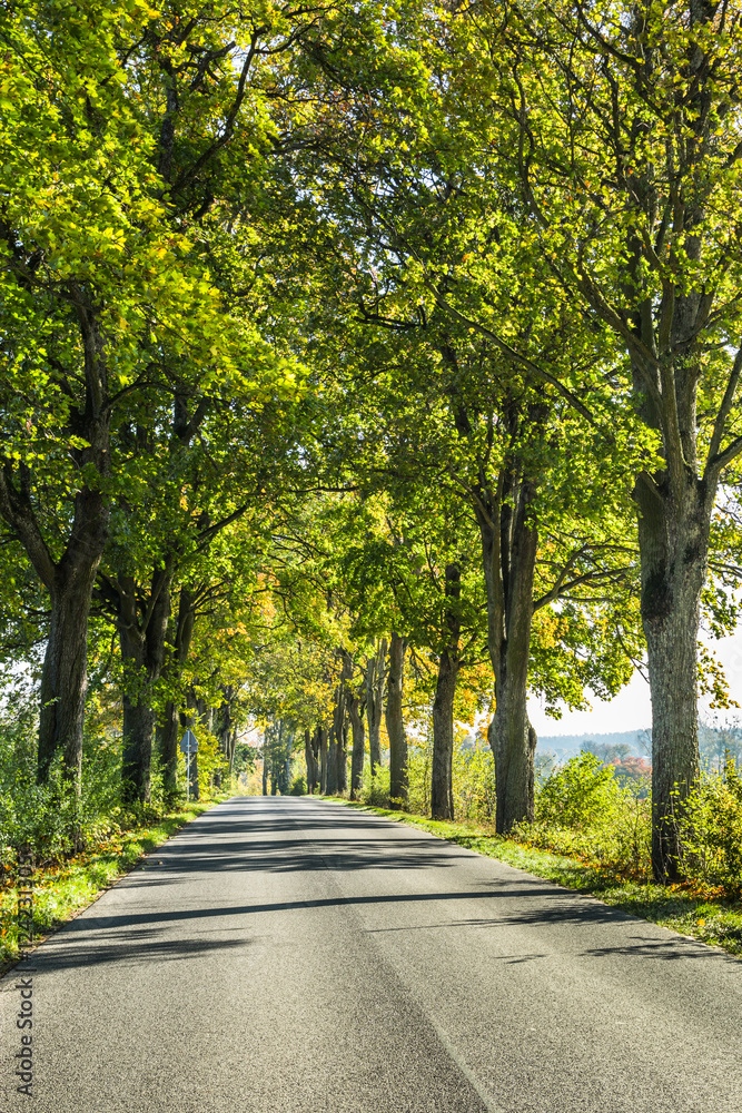 Avenue of trees in autumn. Beautiful road. Background. Sunlight. Nature. Poland.
