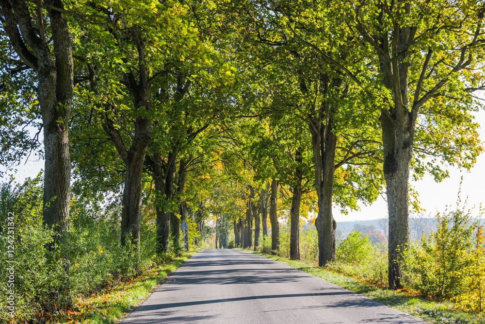 Avenue of trees in autumn. Beautiful road. Background. Sunlight. Nature. Poland.
Avenue of trees in autumn. Beautiful road. Background. Sunlight. Nature. Poland.