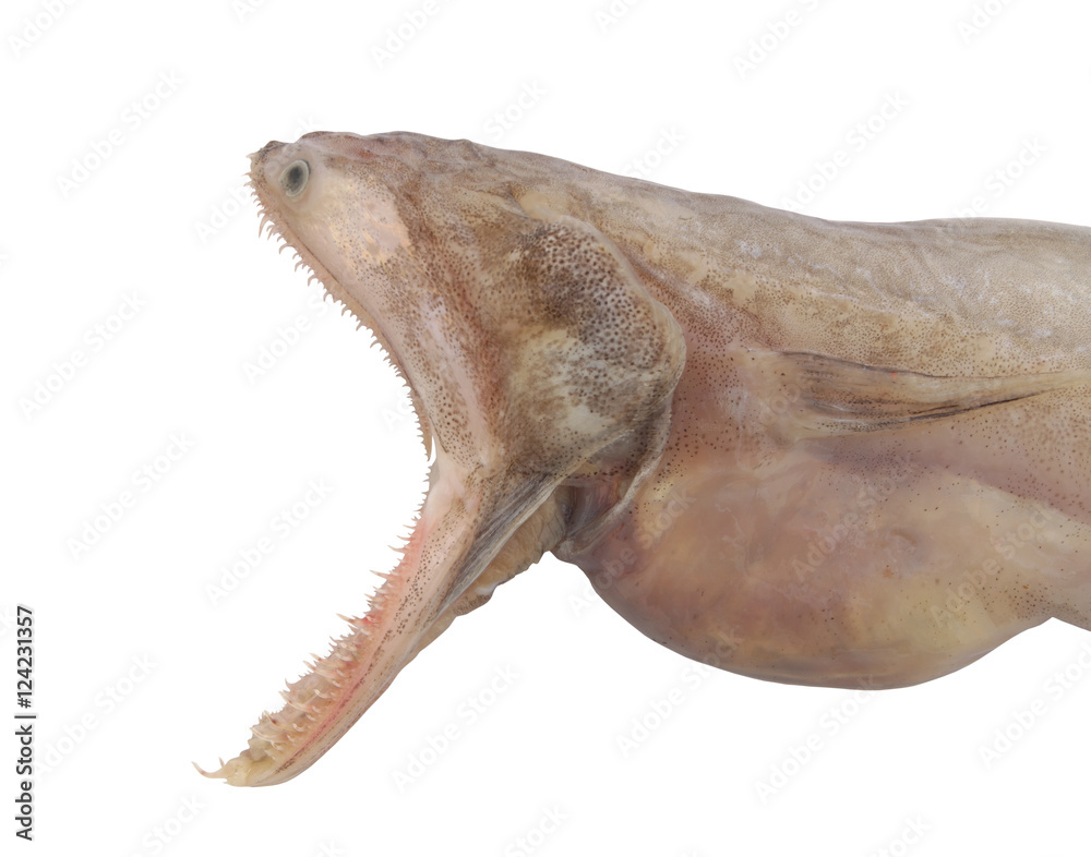 Fototapeta premium Bombay duck fish isolated on white background, Harpadon nehereus