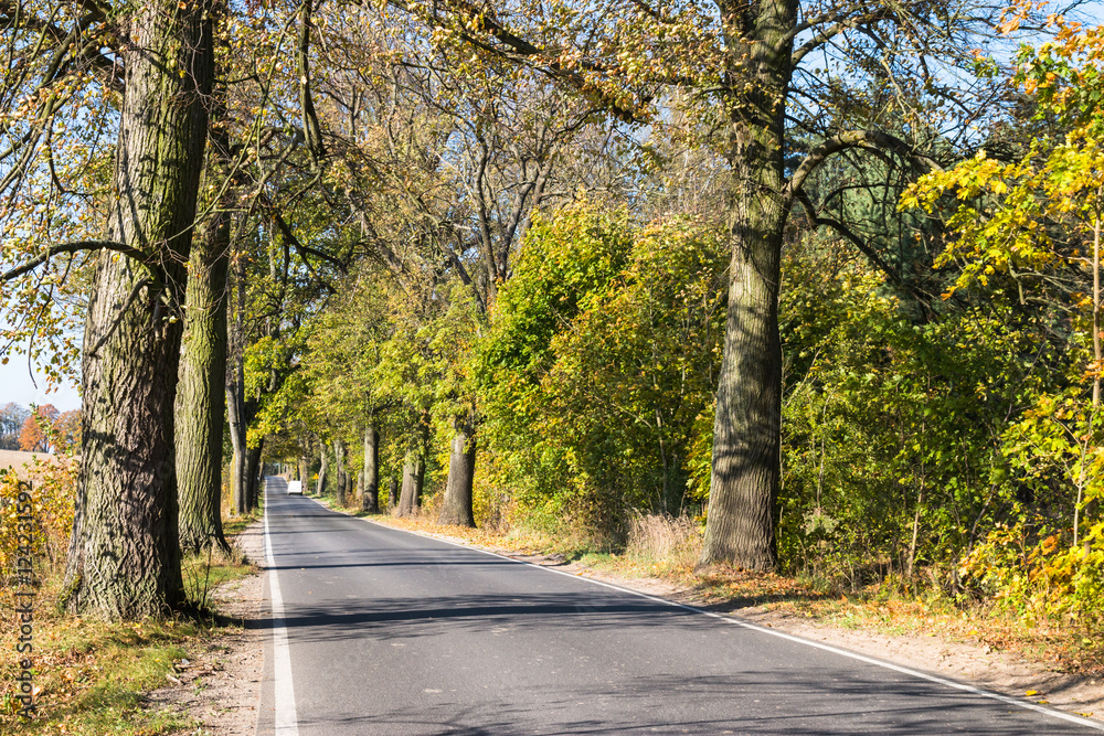 Avenue of trees in autumn. Beautiful road. Background. Sunlight. Nature. Poland.
Avenue of trees in autumn. Beautiful road. Background. Sunlight. Nature. Poland.