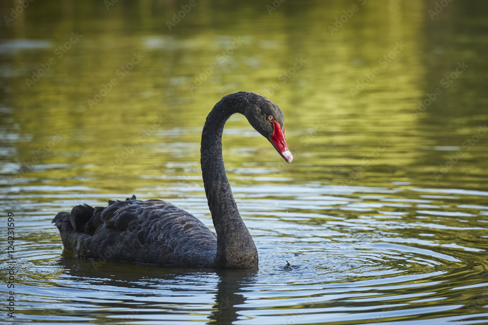 Obraz premium Graceful black swan (Cygnus atratus) male with long S curved neck.