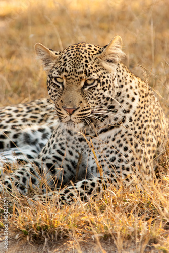 Resting Leopard Portrait, Sabi Sands Game Reserve, South Africa