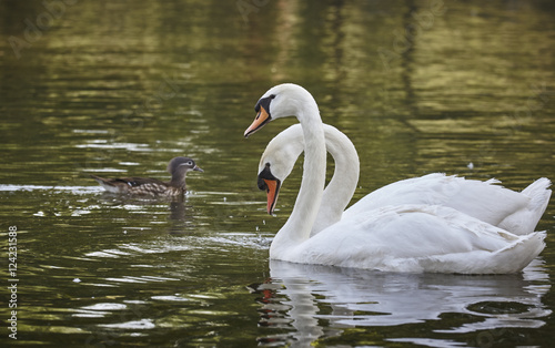 Pair of white mute swans (Cygnus Olor) floating on a lake. White swans pairing ritual. Graceful white mute swans duo swimming on lake.
