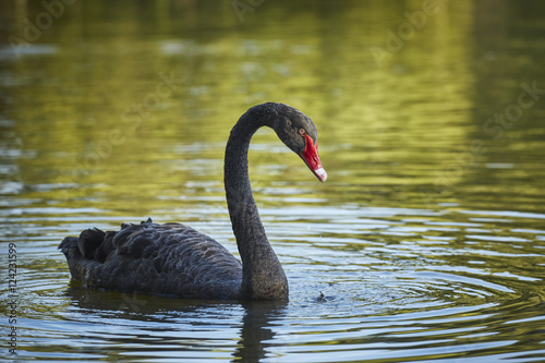 Graceful black swan (Cygnus atratus) male with long S curved neck.