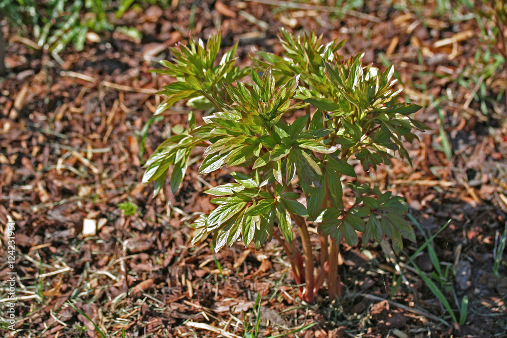 Peony Red Charm bush Peony Red Charm bush