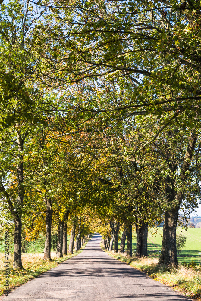 Avenue of trees in autumn. Beautiful road. Background. Sunlight. Nature. Poland.
Avenue of trees in autumn. Beautiful road. Background. Sunlight. Nature. Poland.