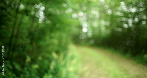 Soft focus of forest