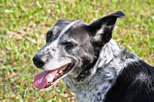 Cute dog smiles, outside photo