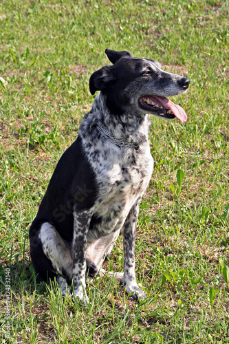 Cute dog smiles and invites to go playing