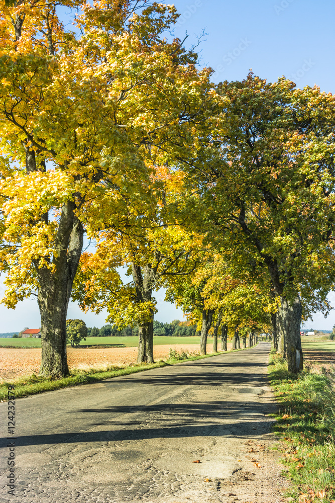 Naklejka premium Avenue of trees in autumn. Beautiful road. Background. Sunlight. Nature. Poland.