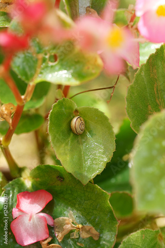 Snail eats Begonia semperflorens leaf 