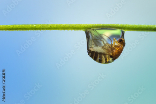 Foto Fliege gefangen im Wassertropfen