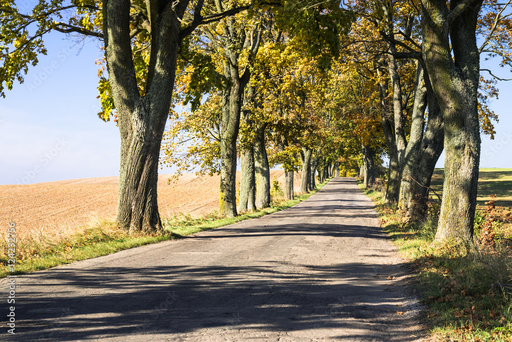 Avenue of trees in autumn. Beautiful road. Background. Sunlight. Nature. Poland.
