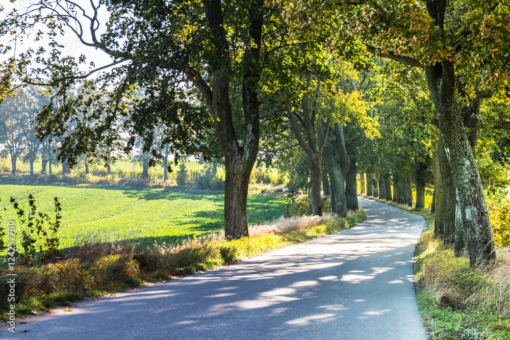 Naklejka premium Avenue of trees in autumn. Beautiful road. Background. Sunlight. Nature. Poland. 