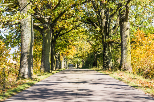 Avenue of trees in autumn. Beautiful road. Background. Sunlight. Nature. Poland. 