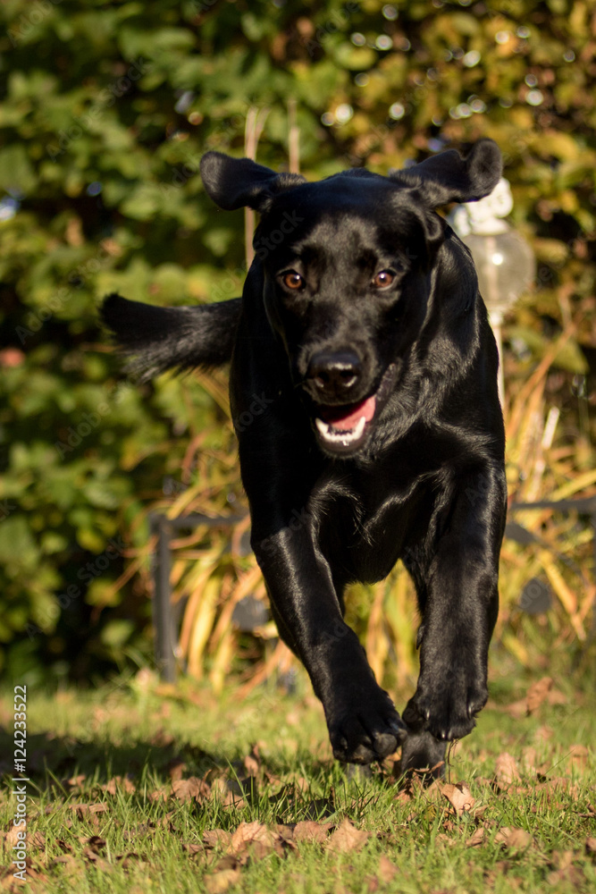 Eindrucksvoller Labrador