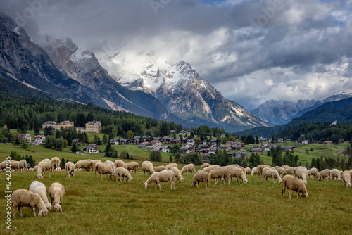 Sheep grazing near Cortina d'Ampezzo in the Dolomites, Italy
