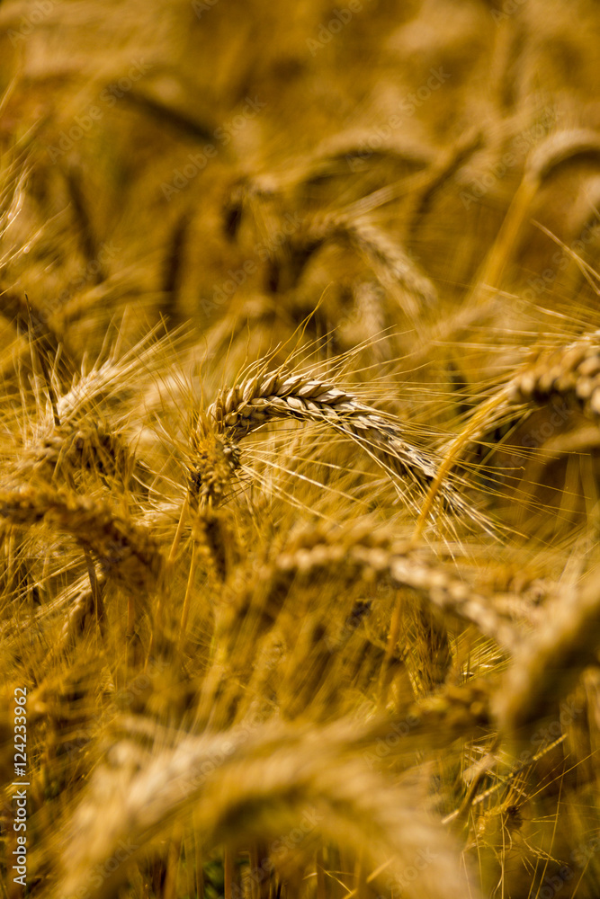 Fototapeta premium Grain