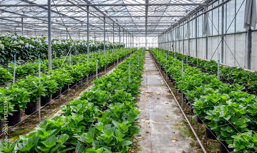 Young hydrangea plants in a cut flower nursery of hydrangeas