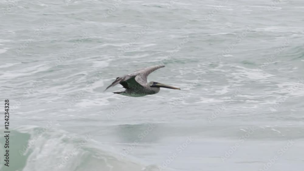 Slow motion of pelican flying over sea Slow motion of pelican flying over sea