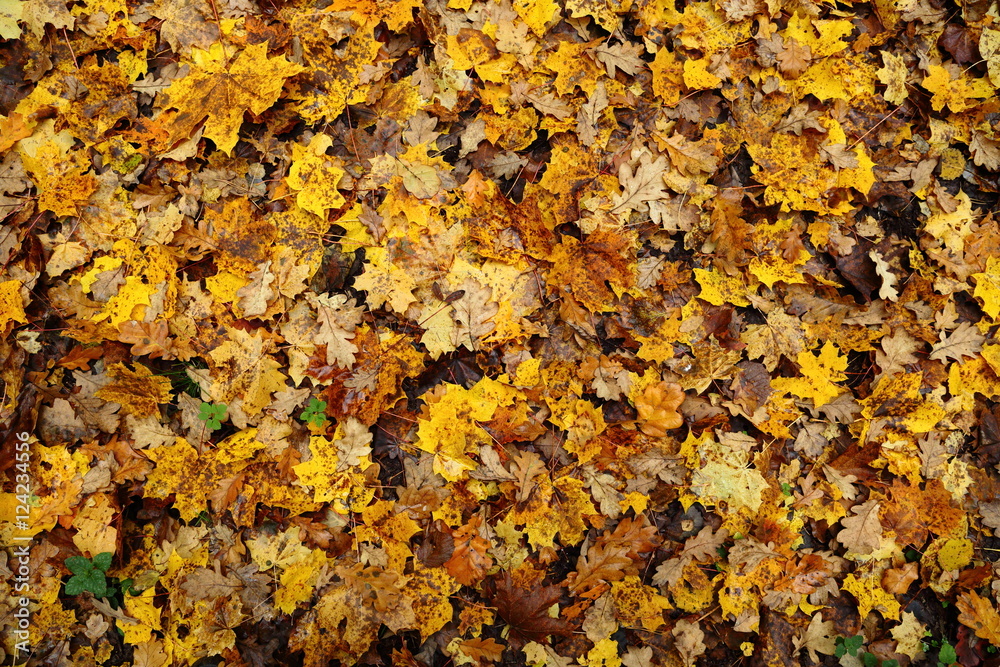 background with autumn colorful leaves background with autumn colorful leaves