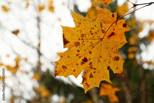 Fall, autumn, leaves background. A tree branch with autumn leaves of a maple on a blurred background