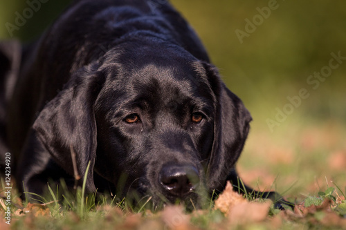 Wallpaper Mural Labrador im Garten Torontodigital.ca