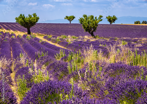 Fototapeta Naklejka Na Ścianę i Meble -  Lavender fields in Valensole with olive trees. Summer in Alpes de Hautes Provence, Southern French Alps, France