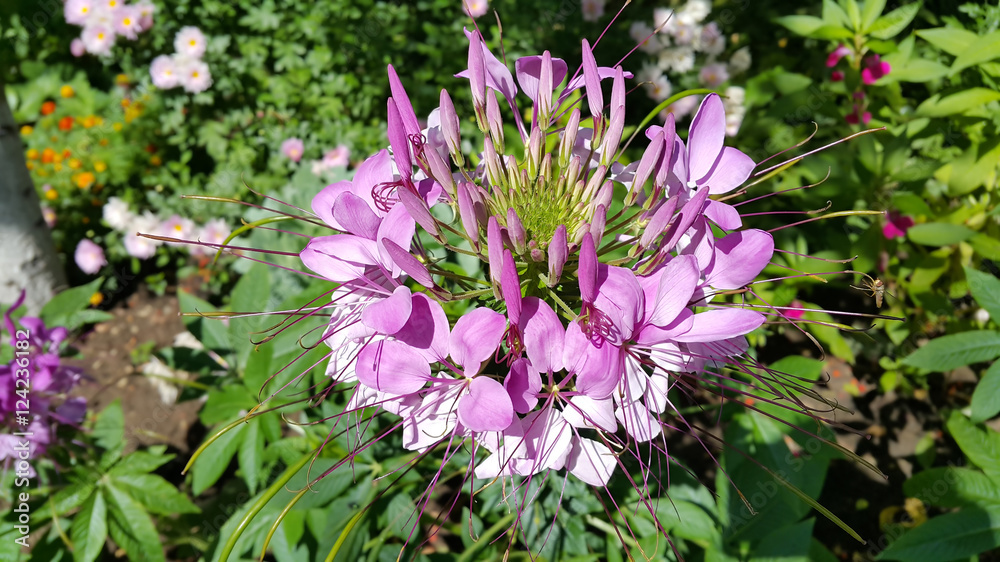 Obraz premium Pink Cleome or spider flower