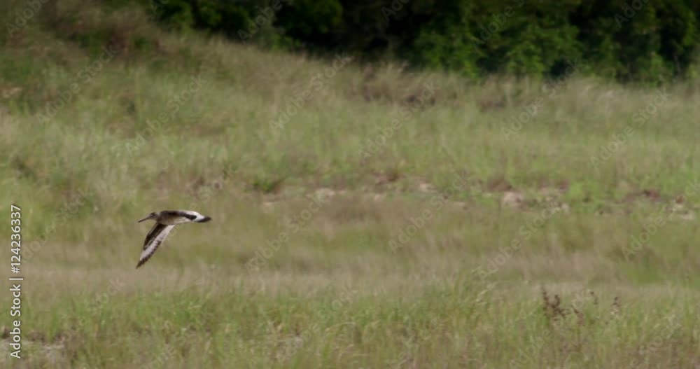 Slow motion of willet bird flying in forest Slow motion of willet bird flying in forest