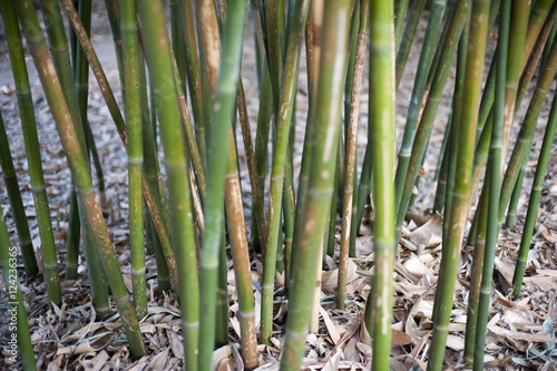 Small grove of ornamental bamboo