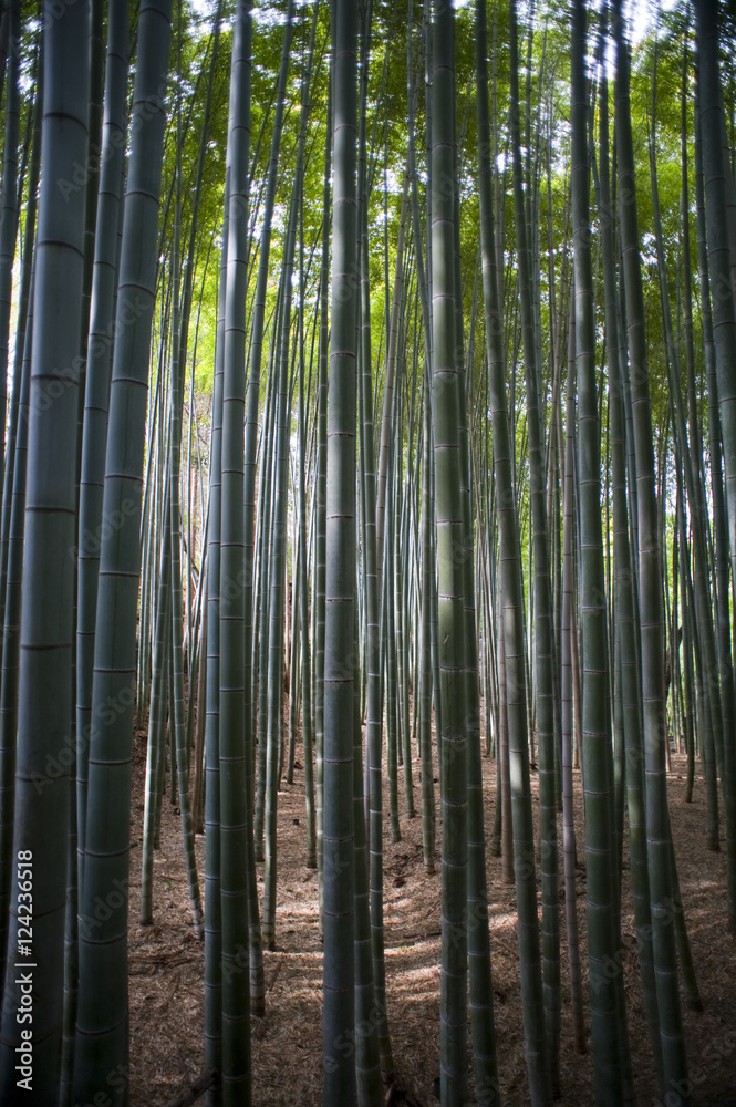 Fototapeta premium Sunlight Through Dense Bamboo Forest