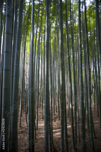Sunlight Through Dense Bamboo Forest