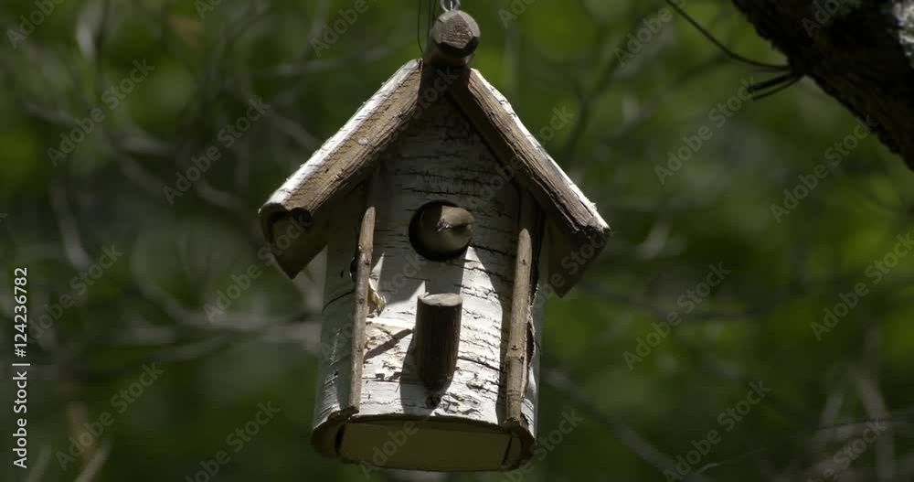Close up of bird in birdhouse Close up of bird in birdhouse