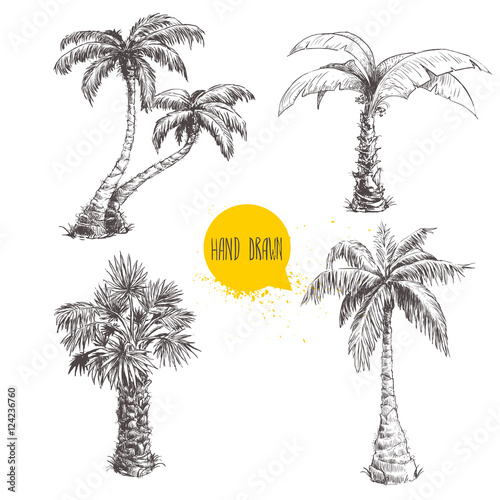 Hand drawn palm trees sketch set. Vector illustration on white background. Travel and vacation symbols.