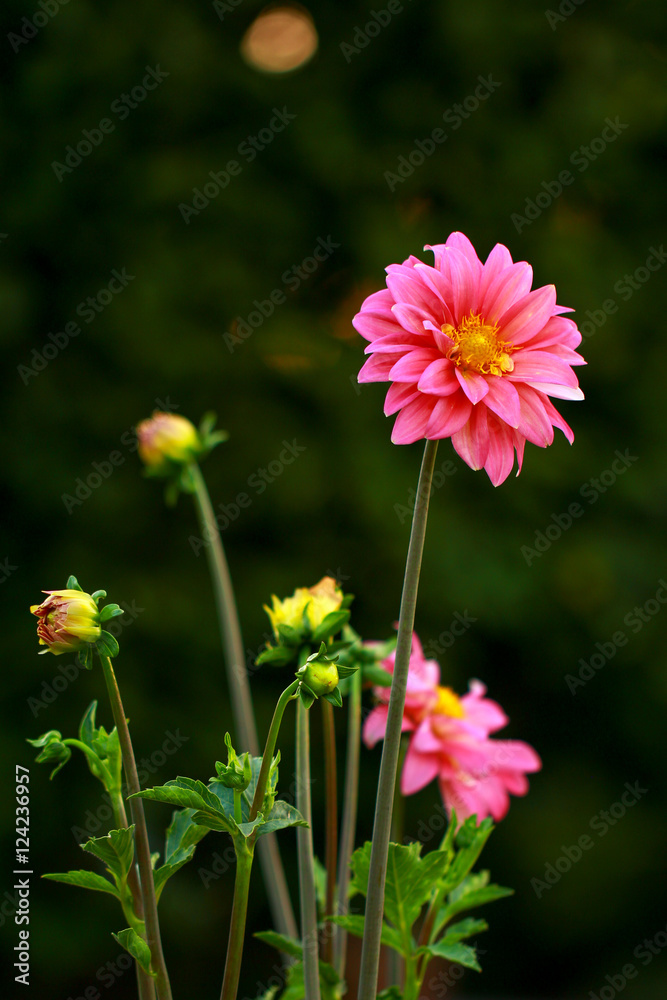 Obraz premium nightscape flower