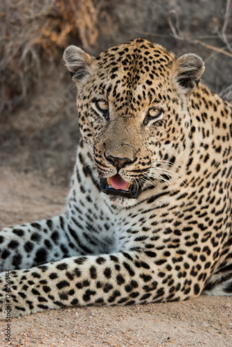 Male Leopard  Sabi Sands Game Reserve  South Africa
