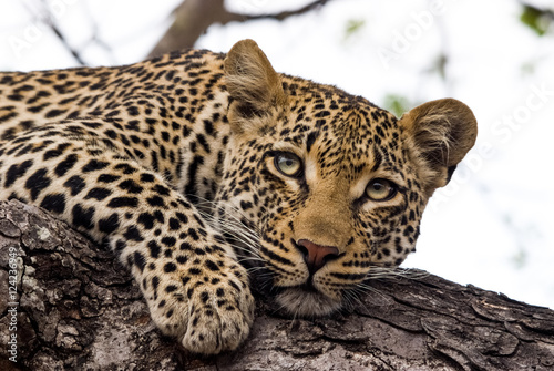 Leopard resting in a tree, Sabi Sands Game Reserve, South Africa