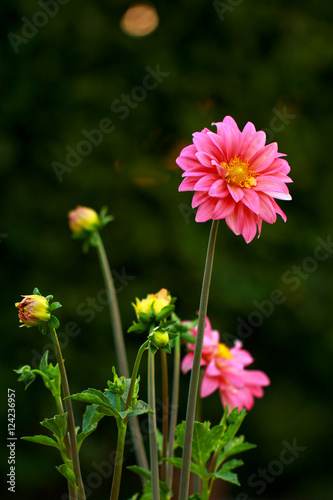 nightscape flower