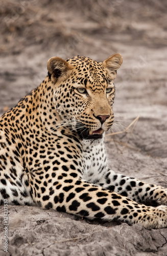 Young male Leopard, Sabi Sands Game Reserve, South Africa