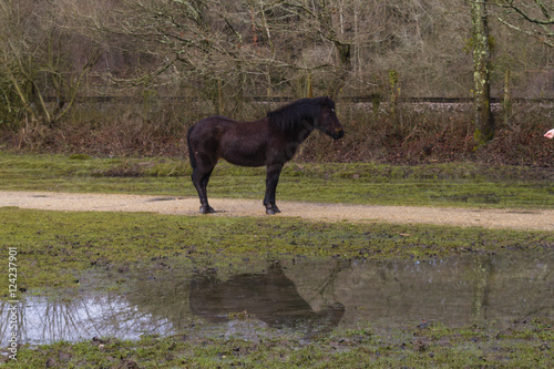 New Forest Pony