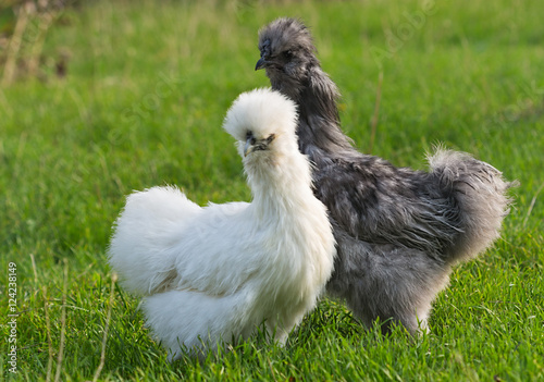 pair of silkie chicken on a blurred green background