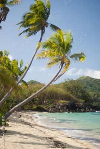 Beautiful beach palms